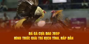 Đá gà cựa dao