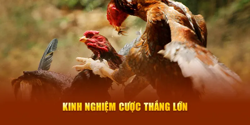 Kinh nghiệm cược thắng lớn