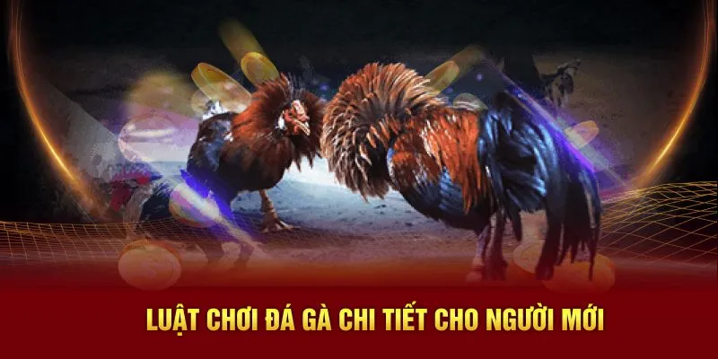 Luật đá gà chi tiết cho người mới tìm hiểu